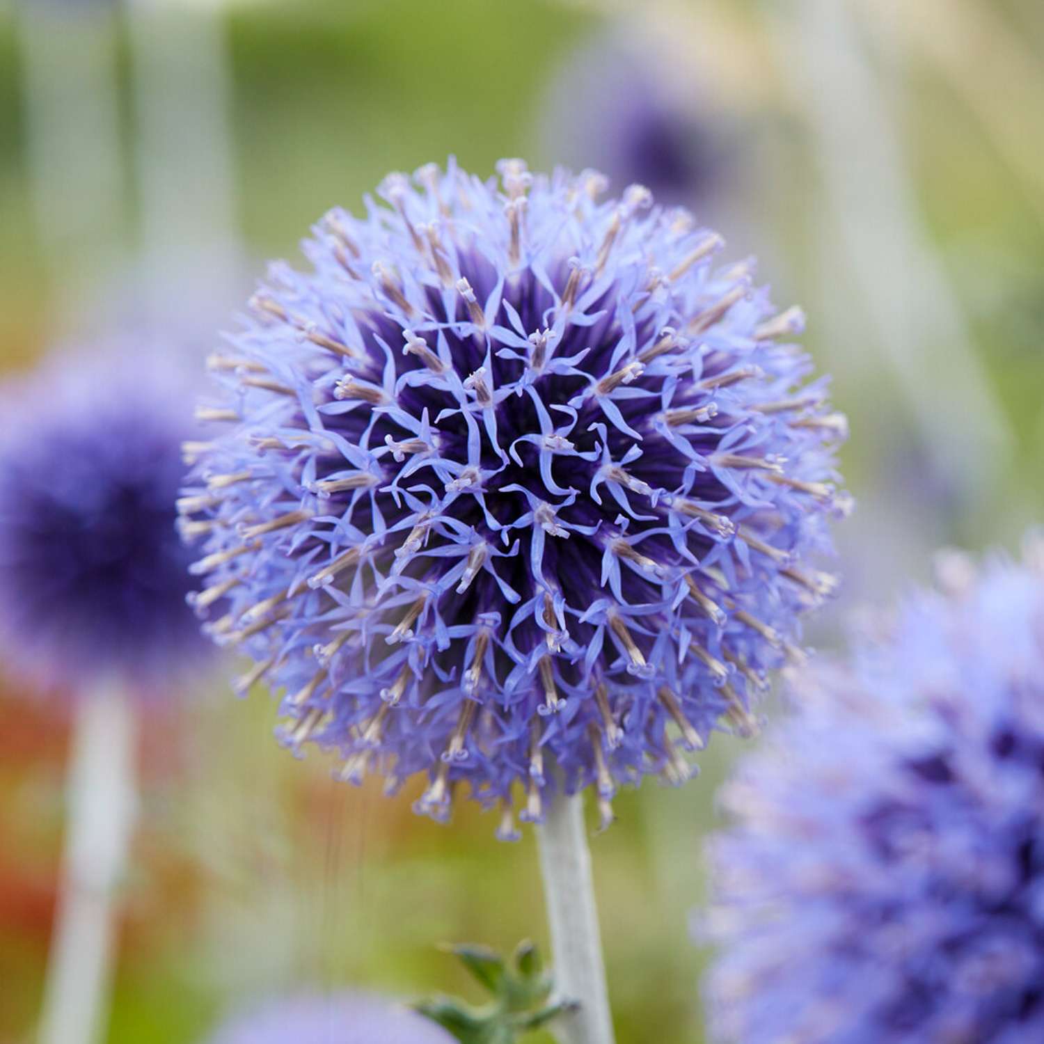 Siperianpallo-ohdake 'Veitch's Blue'